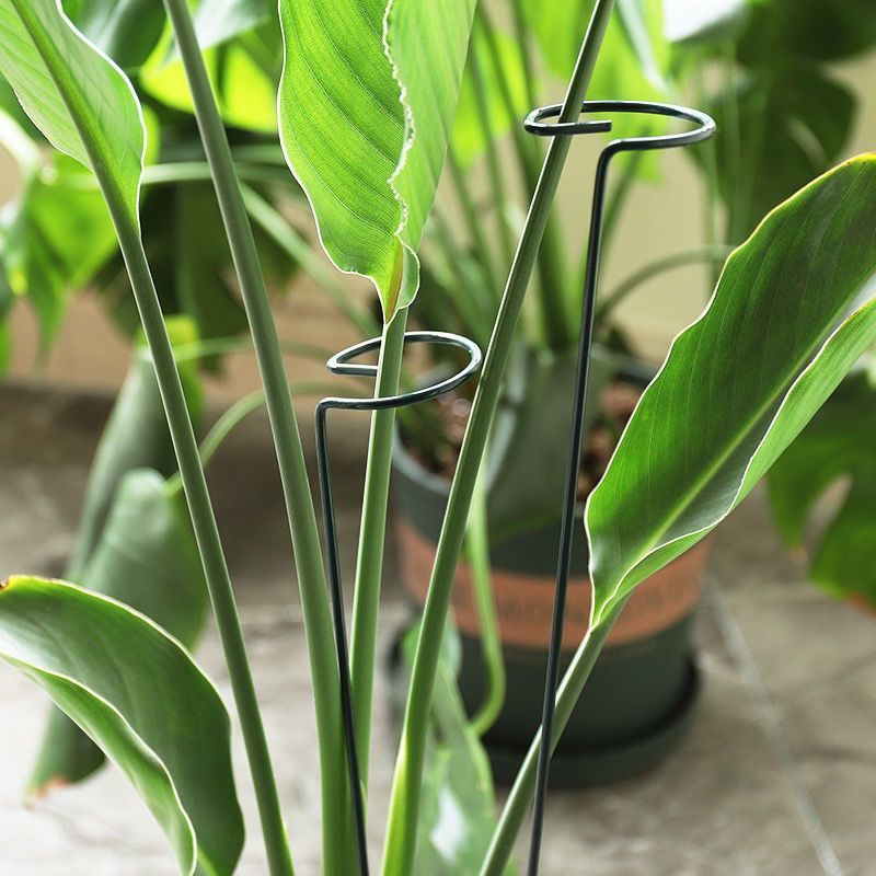 1/10pcs Tuin Ondersteuning Sta - Gardening Tools For Vines recensie en prijs