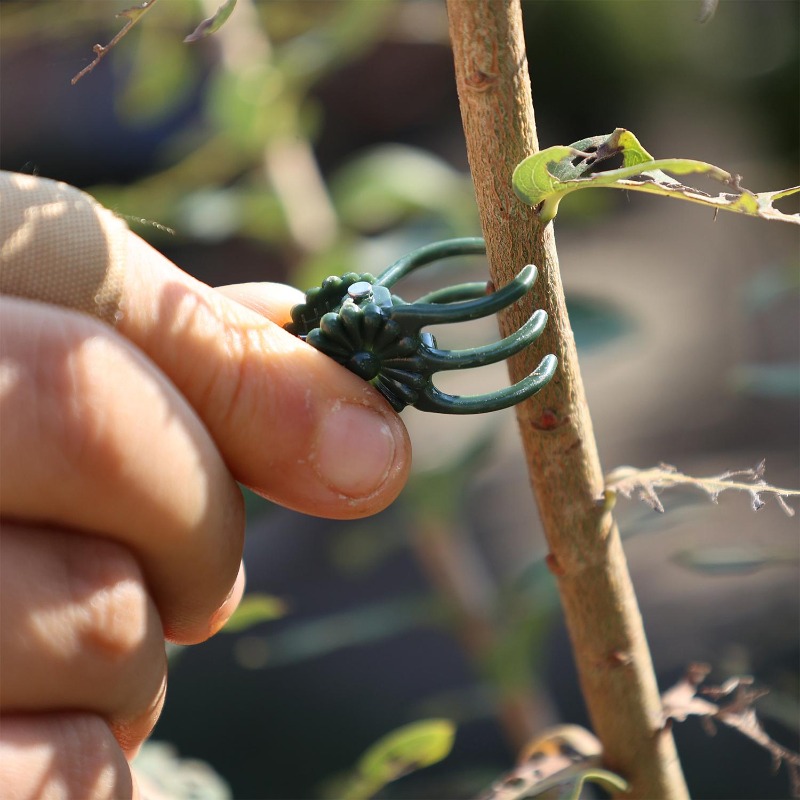 Groothandel Mini Plantensteunc - Gardening Tools For Vines recensie en prijs