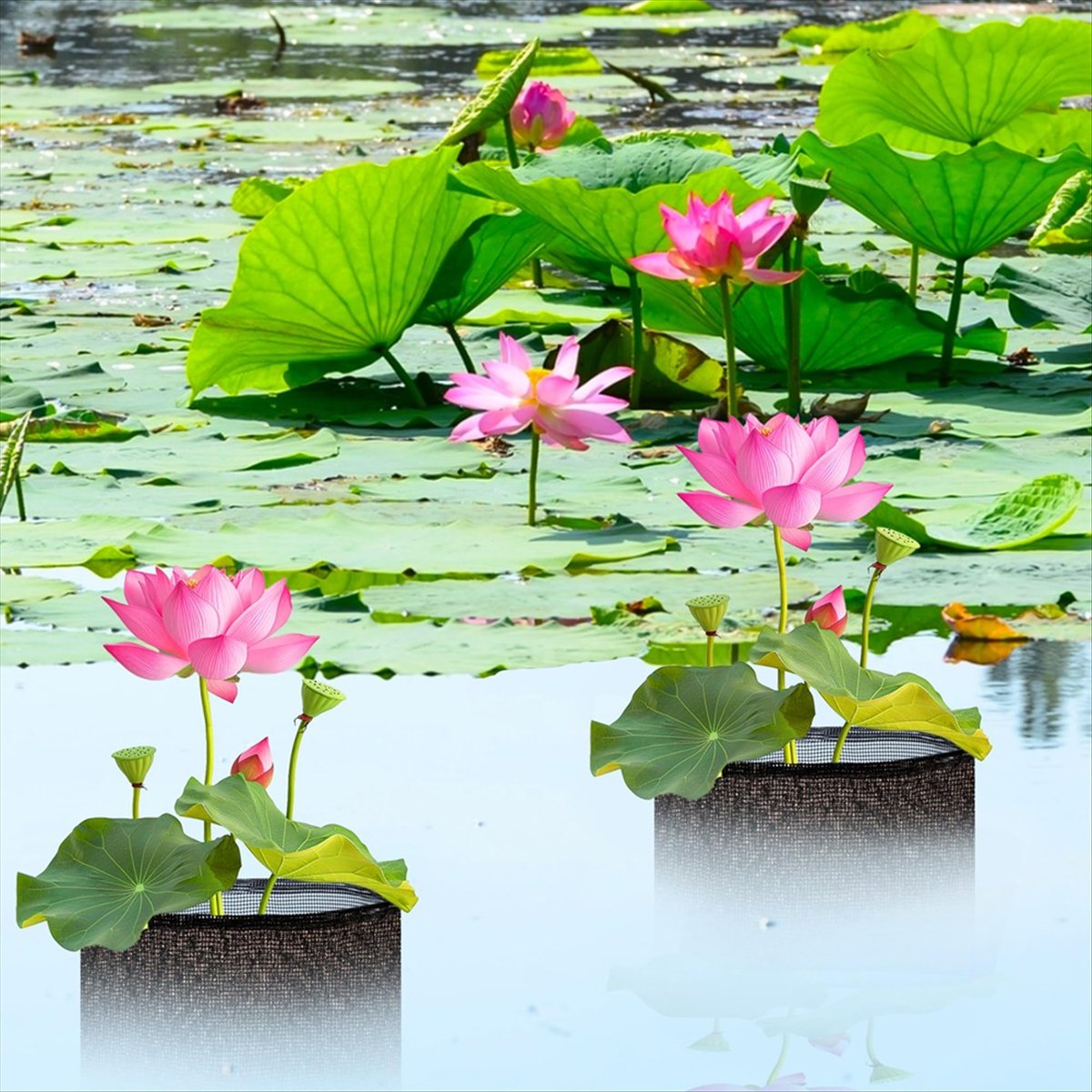 BHBL 4 stuks X Aquatische plan - Gardening Hand Tools B&Q recensie en prijs