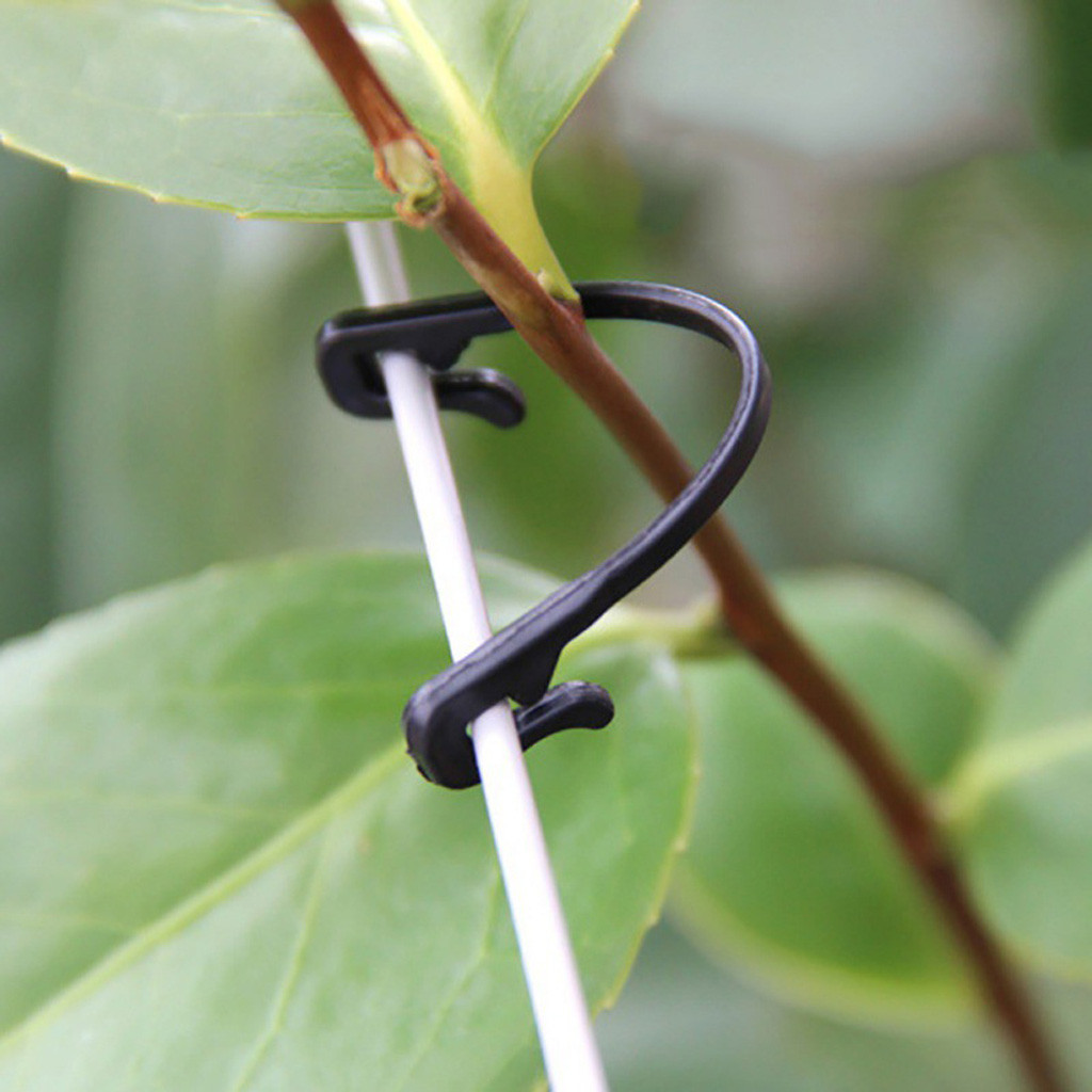 50-500PCS Wijnstokken Bevestig - Gardening Tools For Vines recensie en prijs