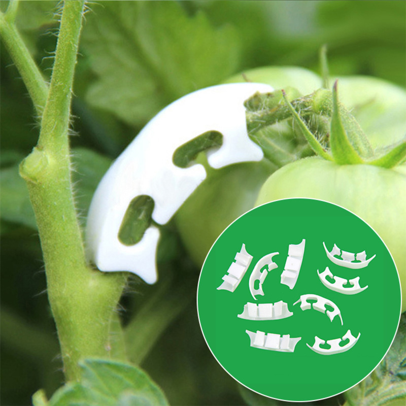 50/100Pcs Plantkunde-Stem Wijn - Gardening Tools For Vines recensie en prijs