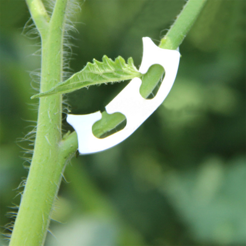 50/100Pcs Plantkunde-Stem Wijn - Gardening Tools For Vines recensie en prijs