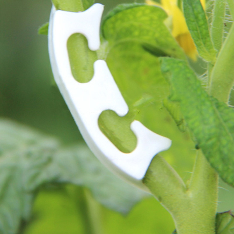 50/100Pcs Plantkunde-Stem Wijn - Gardening Tools For Vines recensie en prijs