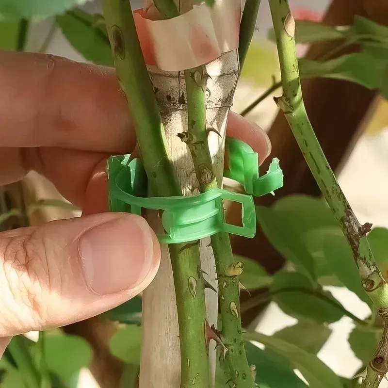 50-250 stuks plastic plantenst - Gardening Tools For Vines recensie en prijs